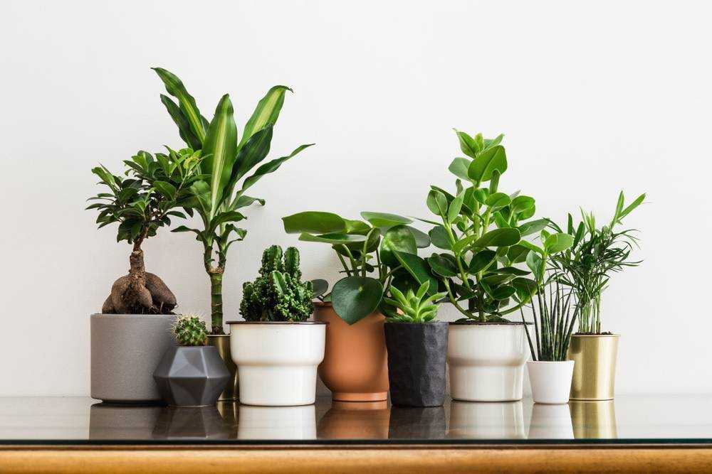 15 растений, которые помогут очистить воздух в квартире. таблица