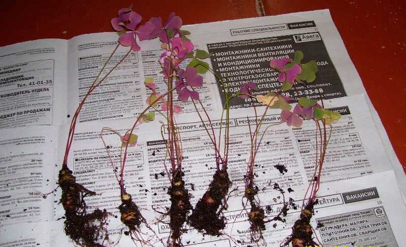 Выращивание и уход за кислицей комнатной в домашних условиях: размножение цветка