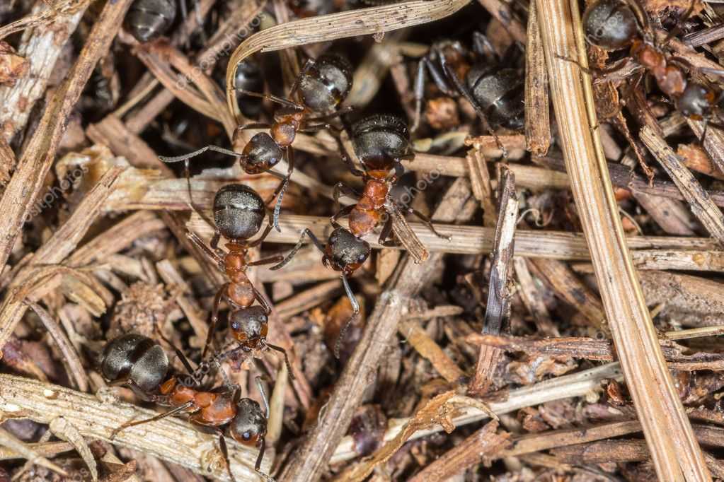 О лесных муравьях в доме