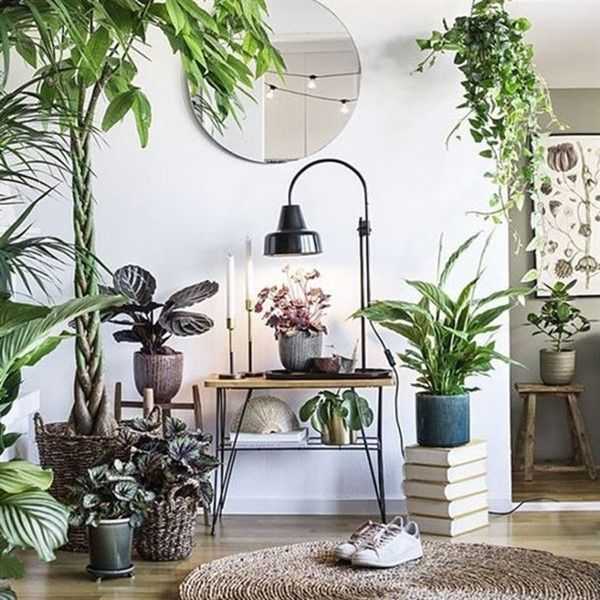 Комнатные растения в интерьере квартиры и дома с фото