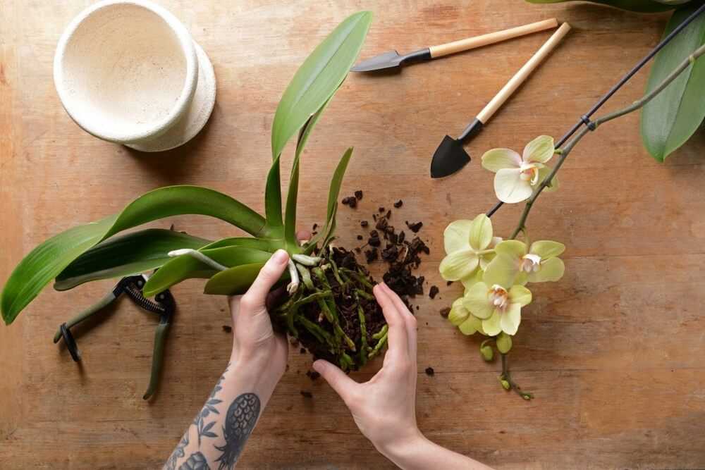 Садовые орхидеи: описание, посадка и уход в домашних условиях