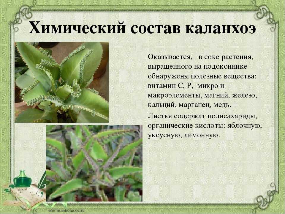 Как выглядит каланхоэ: фото, описание видов, уход и выращивание в домашних условиях - sadovnikam.ru