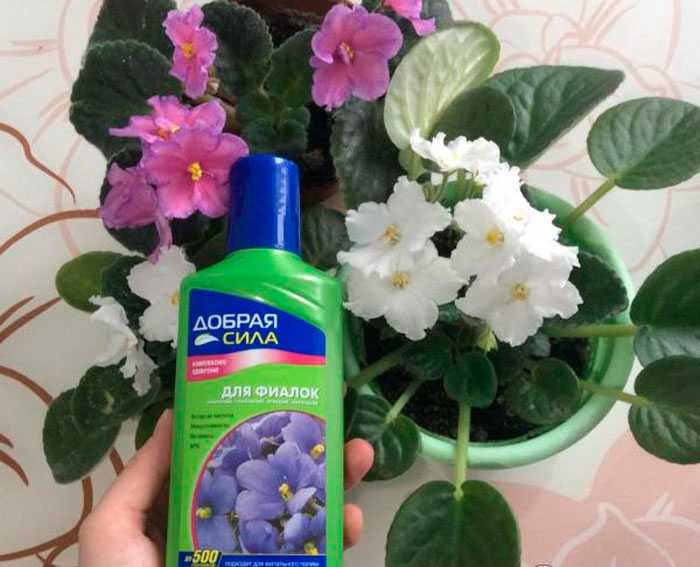 Подкормка для цветения фиалок в домашних условиях