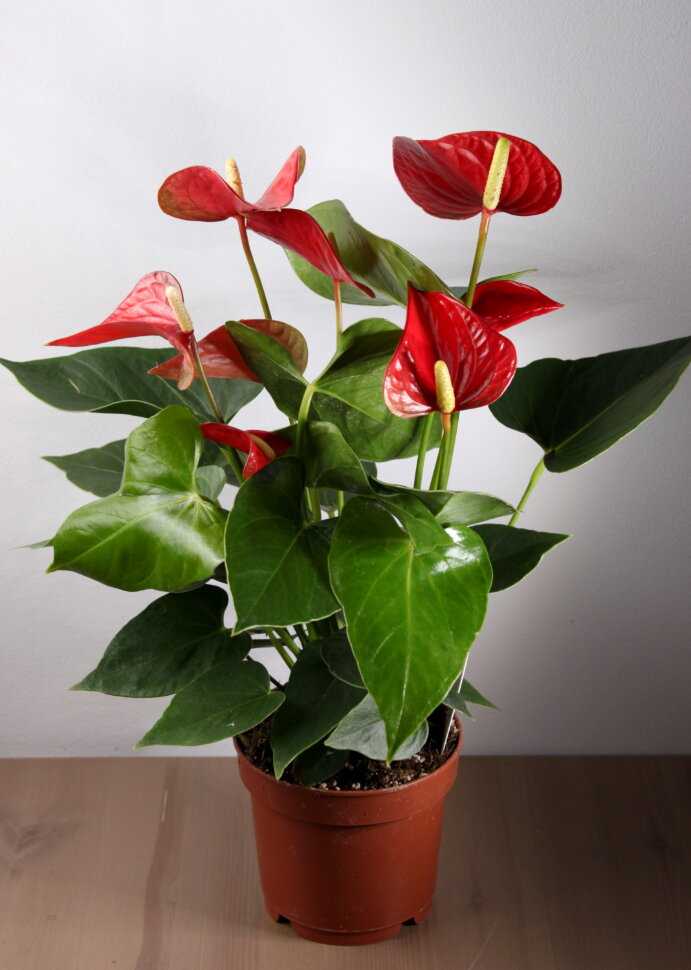 Комнатные растения с красными цветами (60 фото): домашние цветы с красно-белыми цветами, антуриум и колокольчики, каллы и герань