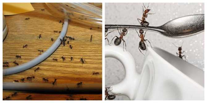 Как избавиться от муравьев в дачном доме
