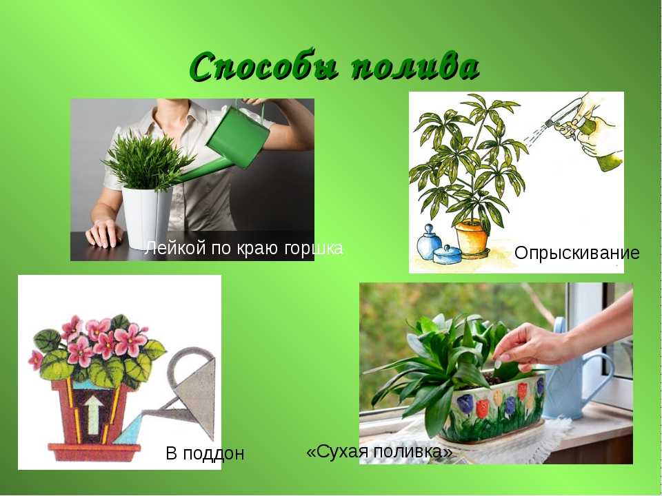Автополив для комнатных растений: особенности системы автополива домашних цветов. как выбрать простую модель для 4 растений? как ею пользоваться?