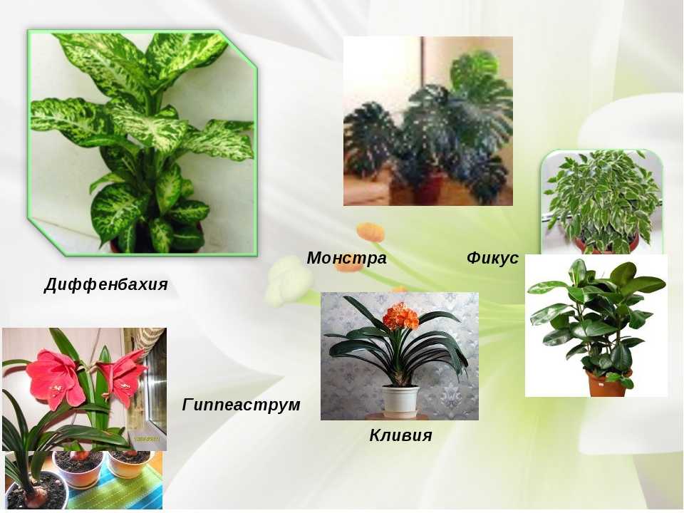 Домашние ядовитые растения и цветы