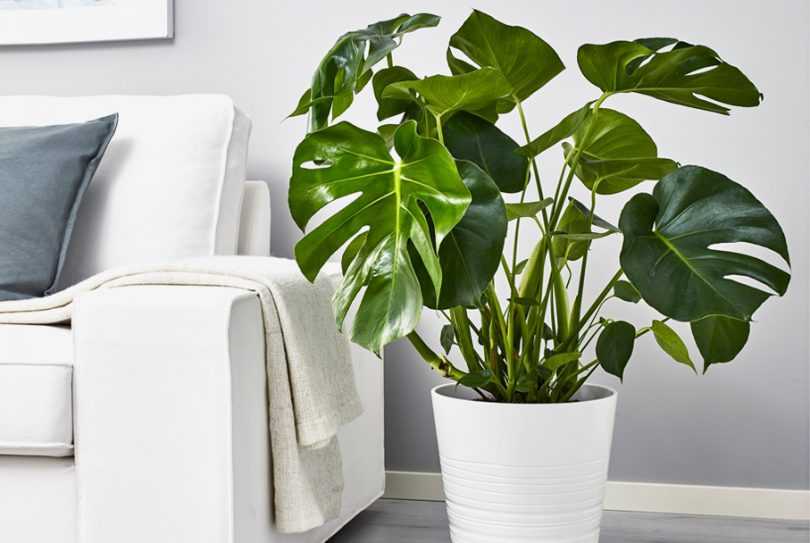 Растения улучшающие воздух в помещении. 15 комнатных растений для очистки воздуха в квартире