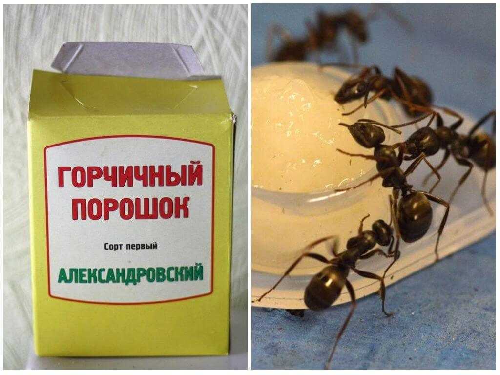 Появились мелкие муравьи в квартире, как избавиться