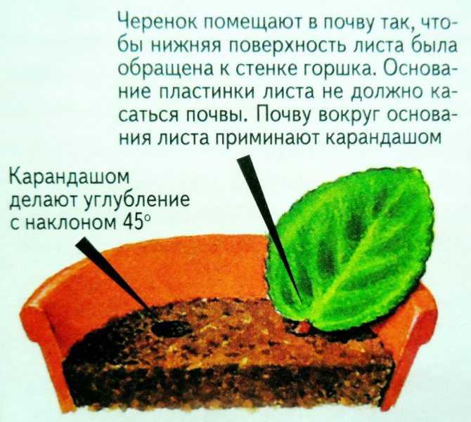 Инструкция, как выращивать фиалку из листочка