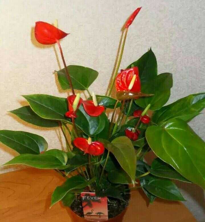 Комнатные цветы с красными листьями. секреты ухода в домашних условиях