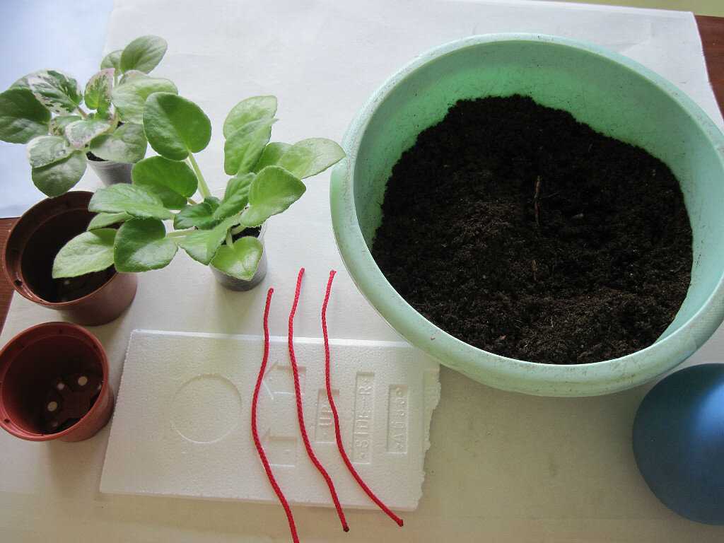 Как вырастить фиалку из семян в домашних условиях?