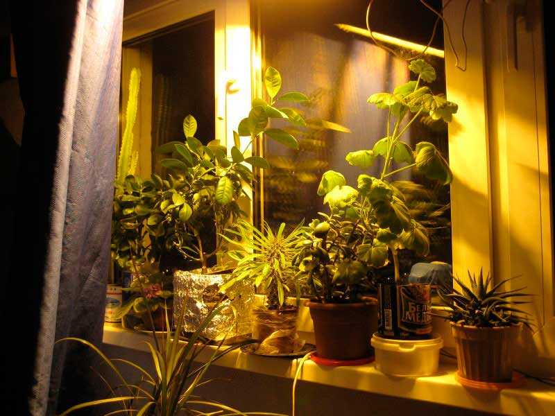 Комнатные растения для темных помещений