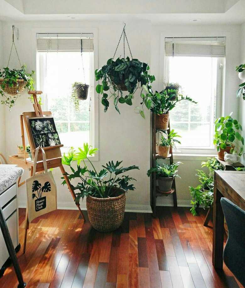 27 самых популярных тенелюбивых комнатных растения с фото