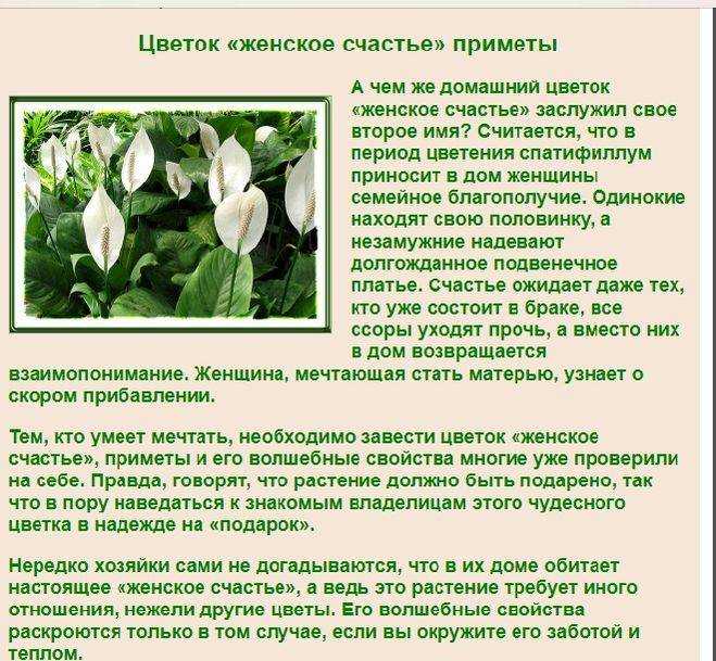 Спатифиллум (43 фото) – виды и сорта цветка женское счастье с названиями и описанием