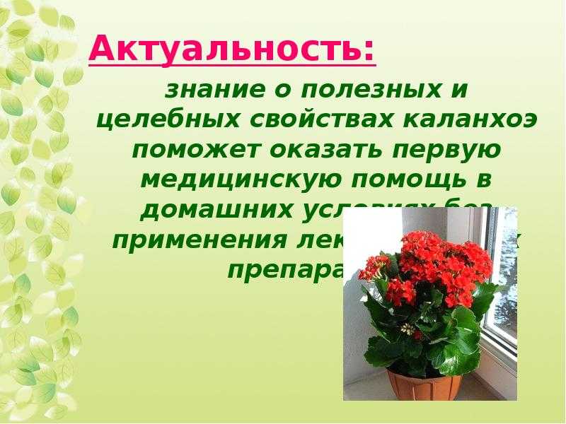 Каланхоэ - размножение листом и черенками в домашних условиях, особенности выращивания - sadovnikam.ru