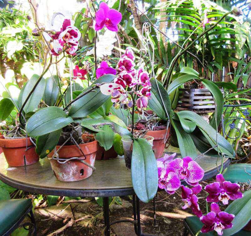 Лучшие места для орхидеи в квартире. куда поставить и где нельзя держать цветок?