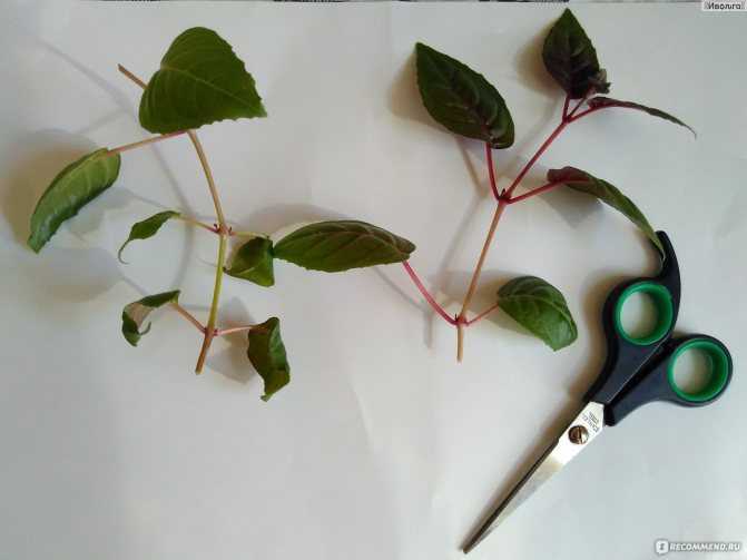 Уход и выращивание фуксии (36 фото): как вырастить и ухаживать за фуксией в саду осенью? в какой горшок сажать?