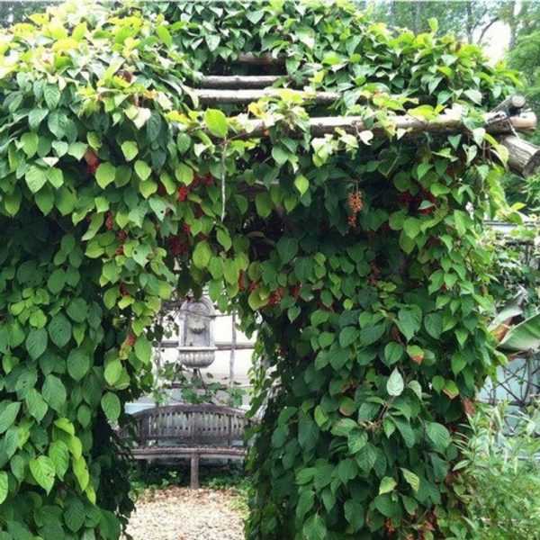 Плетущиеся и вьющиеся многолетние растения (лианы) для вертикального озеленения сада