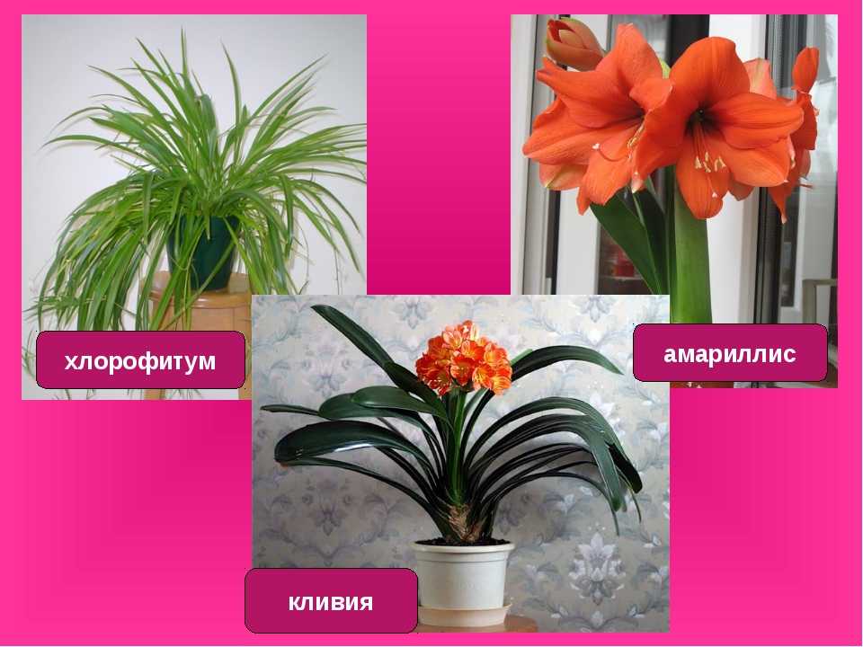 Цветы, похожие на лилии (50 фото): маленькие комнатные цветы и большие домашние оранжевые растения, желтые и белые садовые цветы и другие варианты