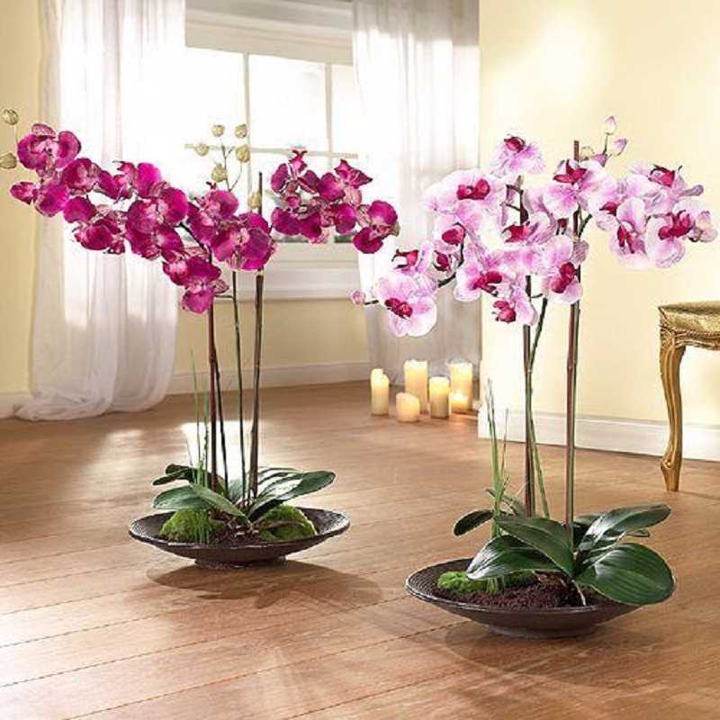 Во что можно сажать орхидею и какой горшок выбрать: стеклянный, глиняный или пластиковый, как и куда правильно пересаживать цветок