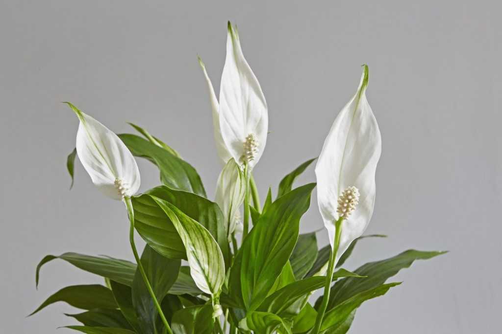 Интересный цветок спатифиллум пикассо: описание и нюансы выращивания