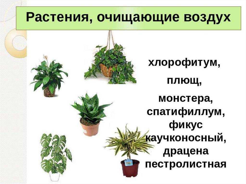 Комнатные растения, очищающие воздух, – что будет в этом списке Какие доступные домашние цветы хорошо чистят воздух в квартире Сколько растений должно быть в комнате для очистки воздуха Как за ними ухаживать