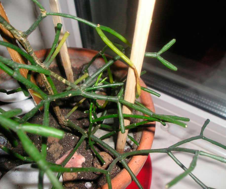 Хатиора – уход в домашних условиях. выращивание кактуса хатиоры, пересадка и размножение. описание, виды, фото