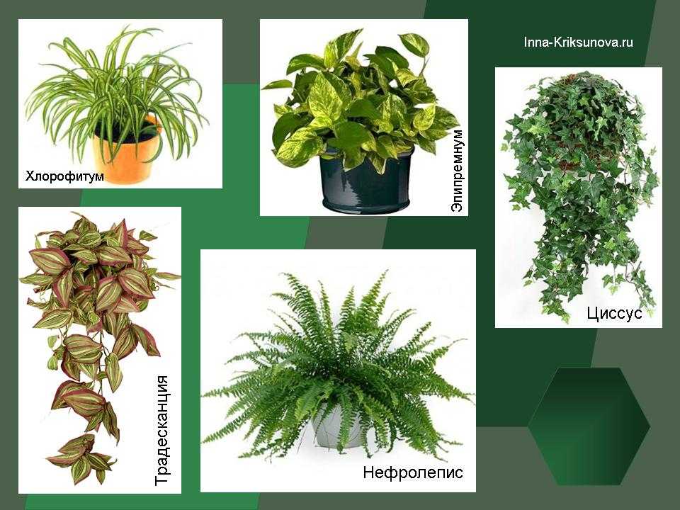 Неприхотливые комнатные растения: названия и уход