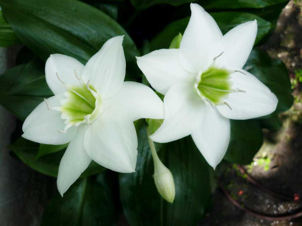 Комнатные цветы с бело-зелеными листьями
