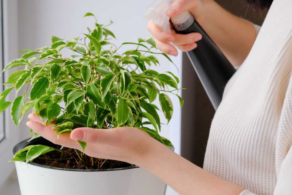 Как готовить удобрения для комнатных растений в домашних условиях?