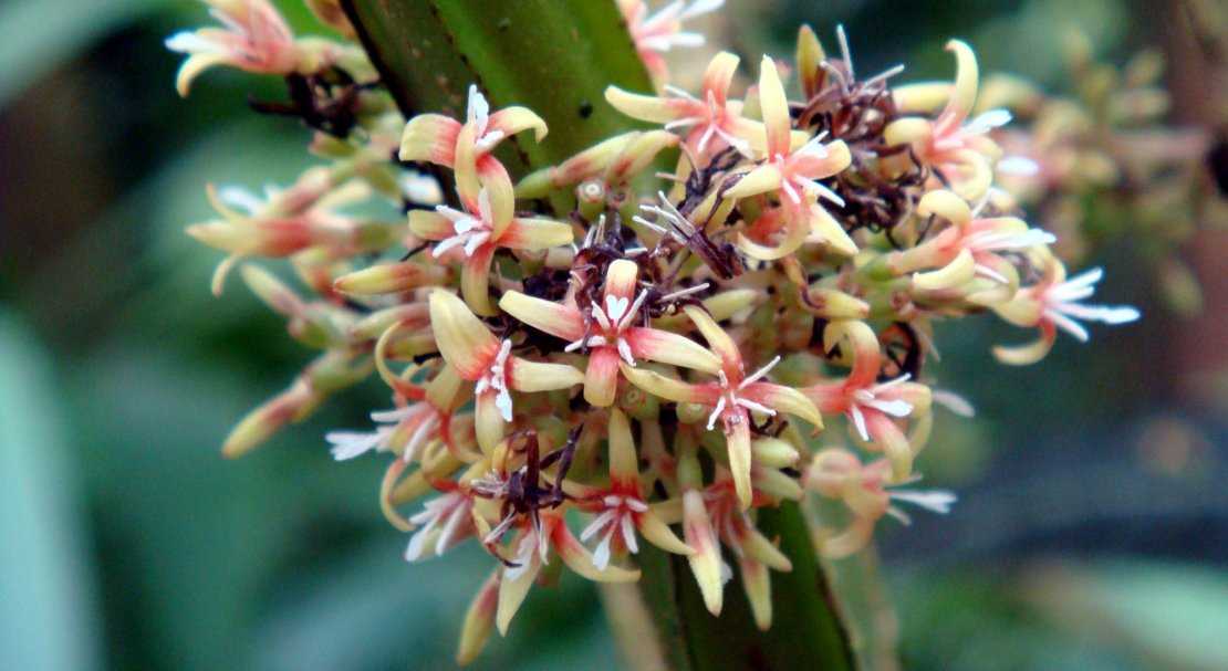 Садовые орхидеи – пальчатокоренники