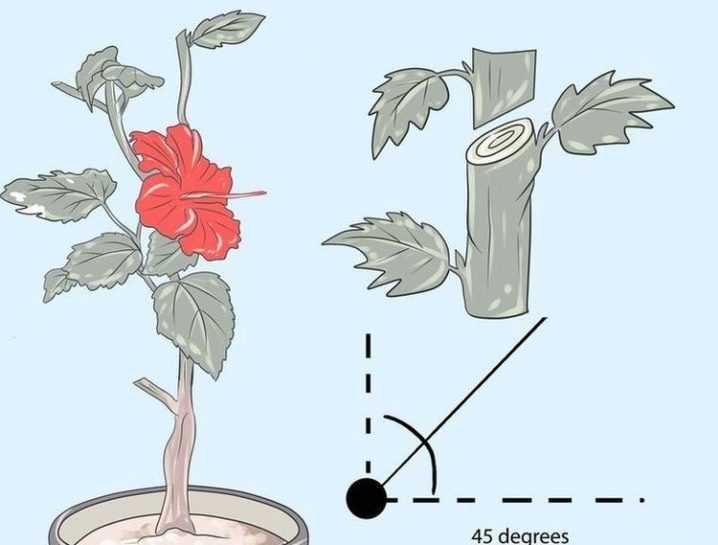 Комнатная роза: как ухаживать в горшке и домашних условиях
