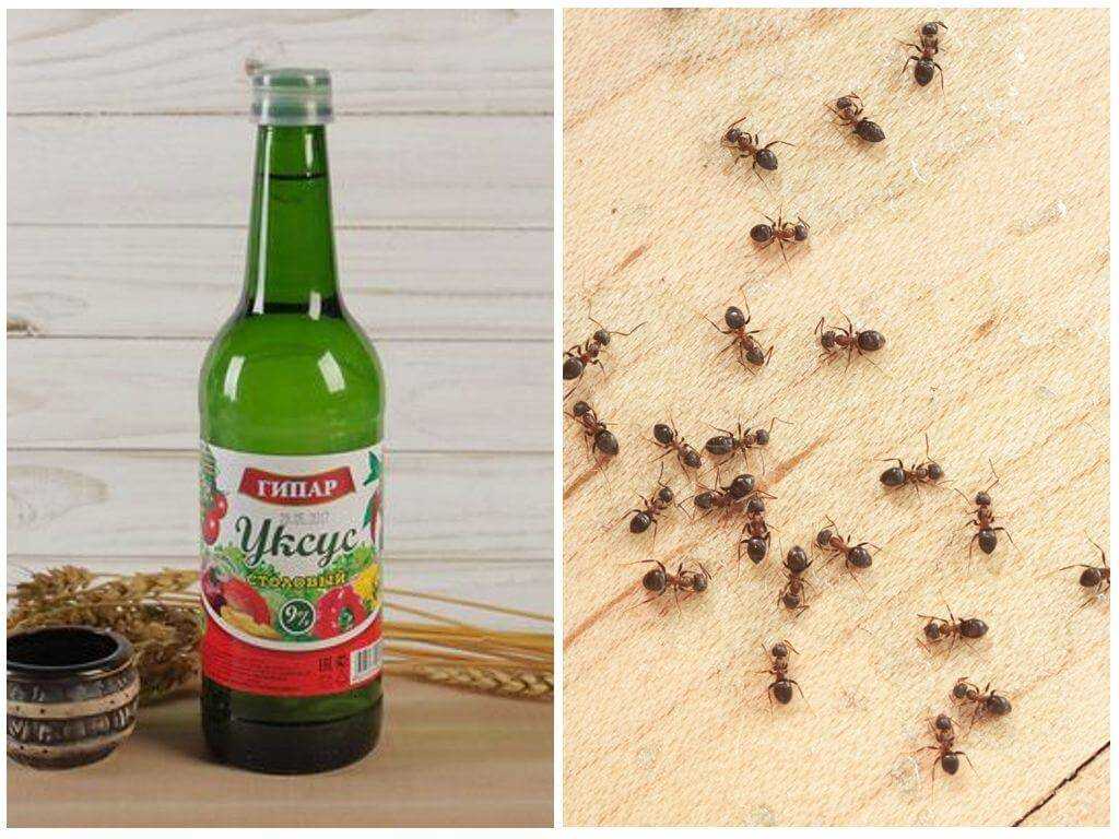 Откуда берутся домашние муравьи в квартире или доме? как заводятся, где обитают, как с ними бороться