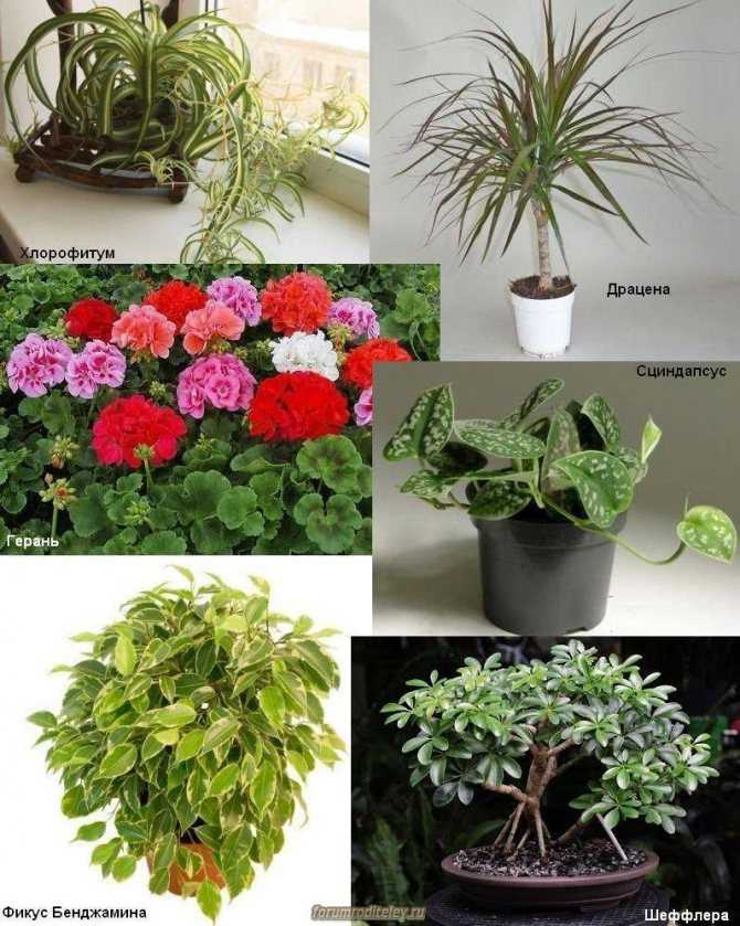 Комнатные растения для домашней очистки воздуха