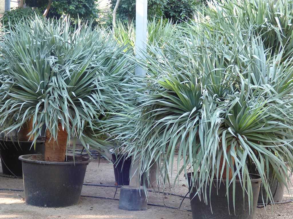 Баухиния: орхидейное дерево в домашних условиях