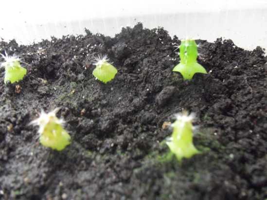 Домашние кактусы - особенности выращивания в комнатных условиях (135 фото + видео)