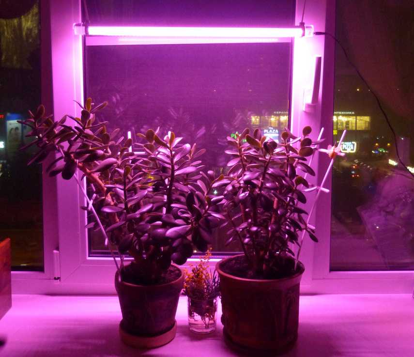 Как выбрать лампы для растений? фитолампа своими руками.