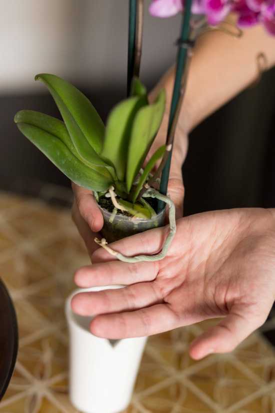 Чем отличается орхидея фаленопсис от других видов Как должен происходить уход за ней в домашних условиях Как делать пересадку комнатной орхидеи пошагово Что делать с только что купленным цветком Куда его можно сажать
