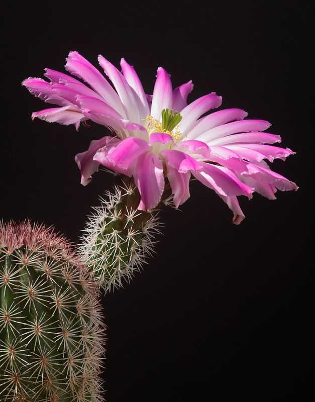Цветение кактуса: как заставить цвести в домашних условиях