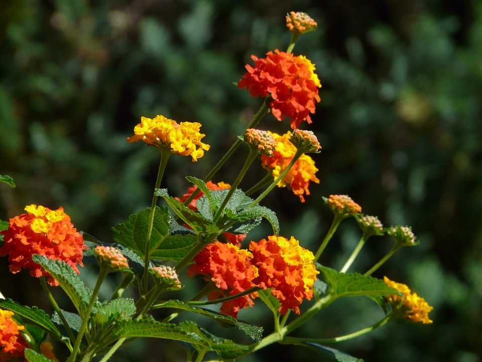 Цветок «лантана»: описание, фото, выращивание и уход в домашних условиях