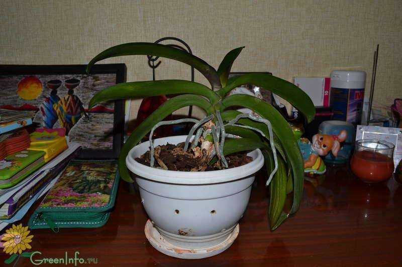 В какой горшок пересадить орхидею в домашних условиях: фото, какие размеры нужны большим цветам