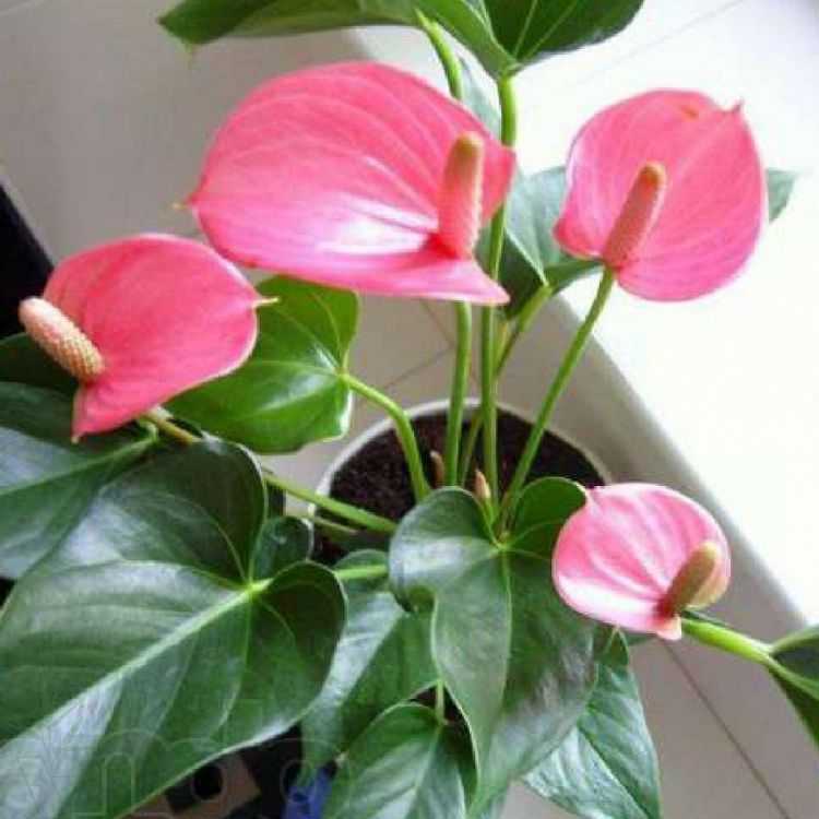 Аихризон (47 фото): уход за цветком «деревом любви и счастья» в домашних условиях, размножение комнатного растения с листьями сердцевидной формы