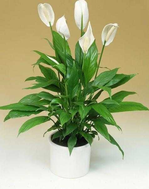 Растение орхидея: классификация, описание, основы ухода