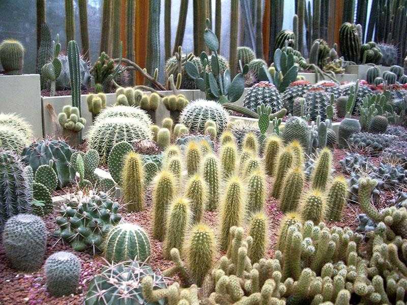 Кактус - родина растения, выращиваемого дома. пришелец из жарких стран - происхождение комнатного цветка