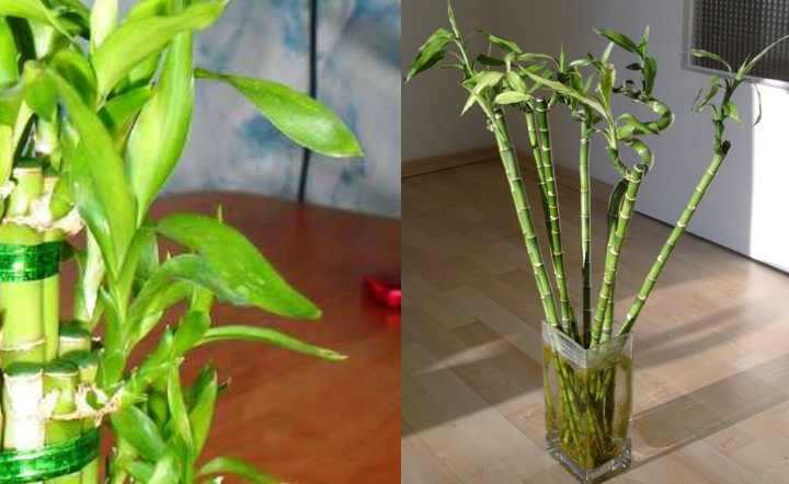 Драцена сандера: уход за растением в домашних условиях