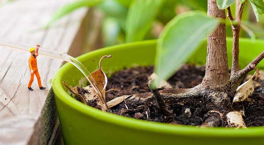 Как ощелачивать почву для комнатных растений