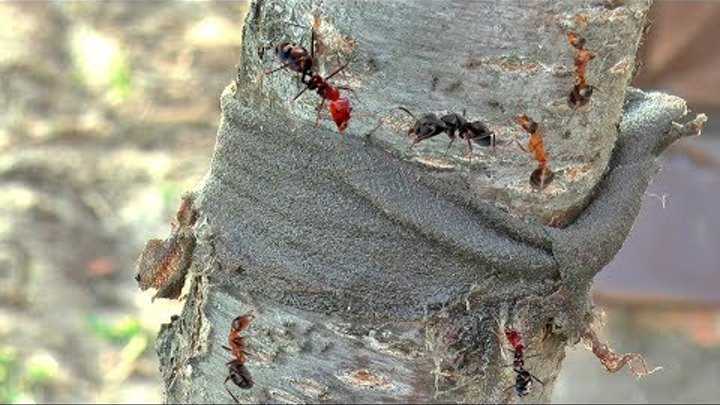 Как избавиться от муравьев в деревянном доме навсегда