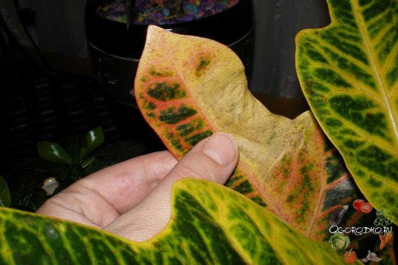Кодиеум «Петра» – интересное тропическое растение, которое часто называют кротоном из-за некоторого сходства. Каковы нюансы ухода за кротоном «Петра» в домашних условиях Какие условия нужны растению Как выглядит кодиеум вариегатум «Петра»
