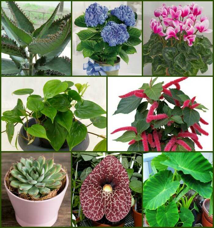 Комнатные неприхотливые растения, цветущие круглый год